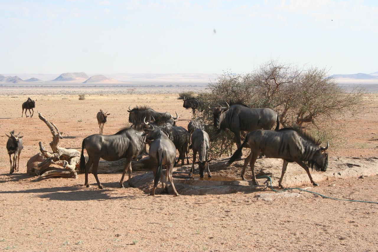 Namib Naukluft Lodge Солитаре Экстерьер фото